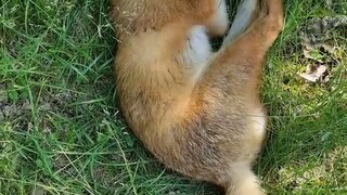 Seekor rubah kecil sedang tidur di alam liar. Setelah meregangkan badan, ia menyadari ada sesuatu ya