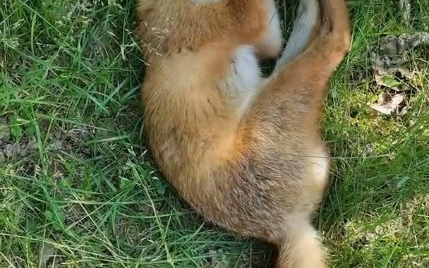 A little fox was sleeping in the wild. After stretching, he realized that something was wrong.