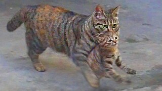 Kitten: Mom, be gentle, my neck hurts! "Living with a cat"