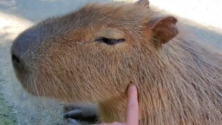 千万不要随便摸水豚，否则他会。。。就！地！倒！下！