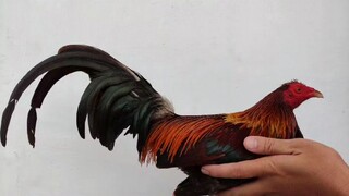 2nd fight 2hits timbangan win #teammagalang