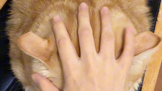 You can't criticize this one; it's genuinely a huge bread.