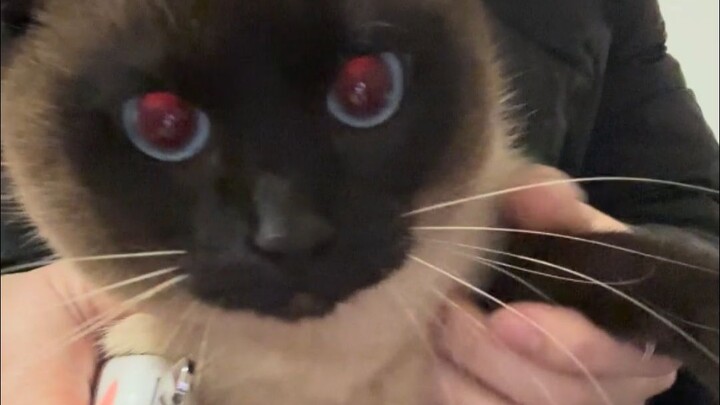 Boss’s den, don’t clip my claws, meow