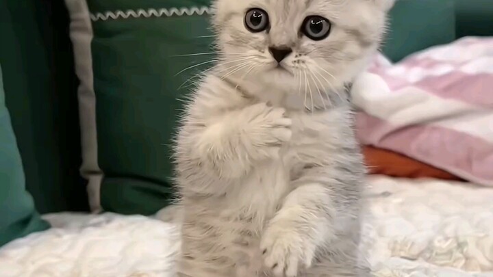 “The person who got tagged is going to have a kitten for you”