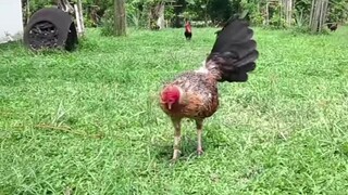 For breeding purpose only