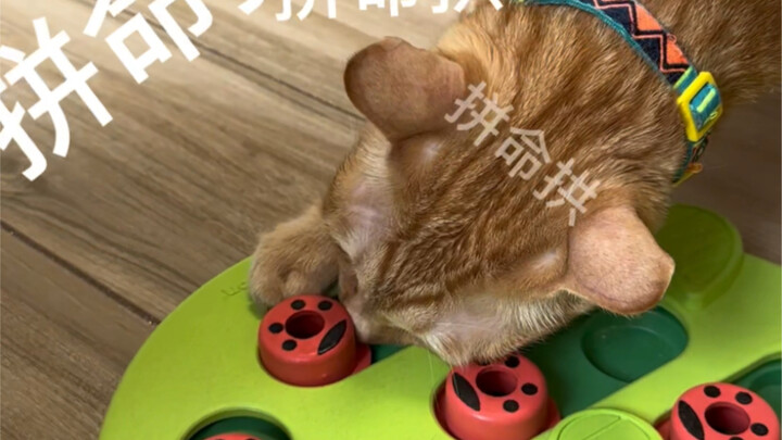 Setiap tingkat kesulitan pasti bakal “menggigit” aku (mainan di dalam kotak kardus kemarin)!