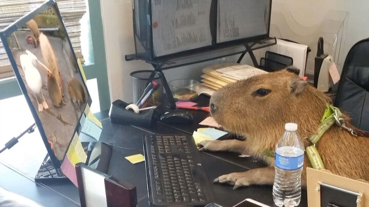 [Capybara] Tôi đang đi làm mà cứ lướt mạng xem tin tiêu cực về xã hội: