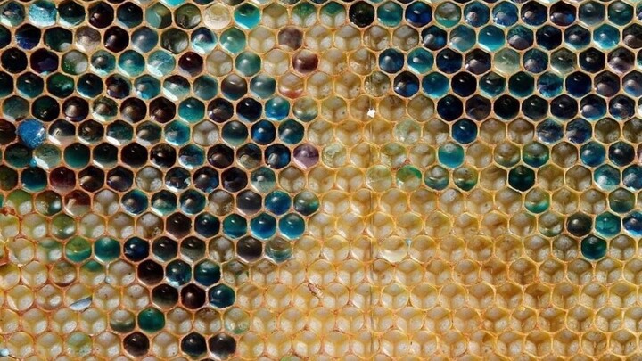 It’s the first time I’ve ever seen blue honey—never in a million years did I expect its source to be