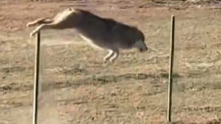Serigala Tibet dengan mudah melompati pagar, itulah kebijaksanaan dalam perlindungan ekologi.