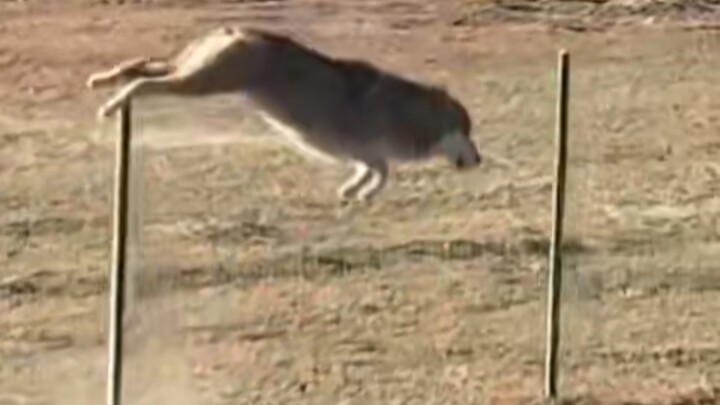 Serigala Tibet dengan mudah melompati pagar, itulah kebijaksanaan dalam perlindungan ekologi.