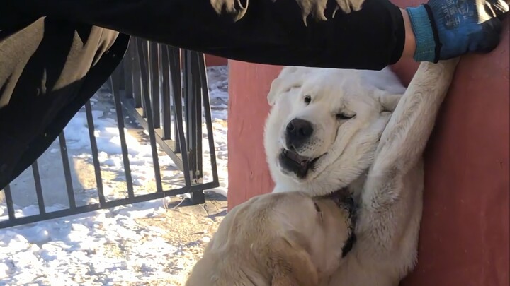 Doggy: Hold him steady for me—I’m gonna tickle his armpit!