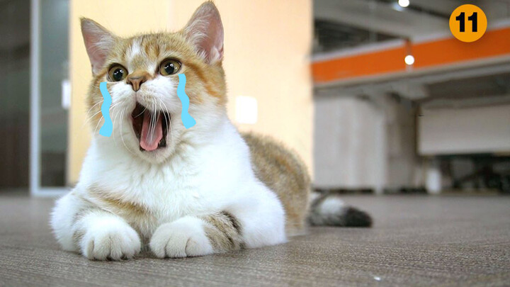 A cat and a failing advertising company - Part 11: Farewell.