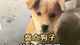Di dunia yang membosankan ini, selalu ada hewan kecil yang menyembuhkan segalanya