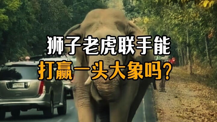 Can a lion and a tiger team up to defeat an elephant?