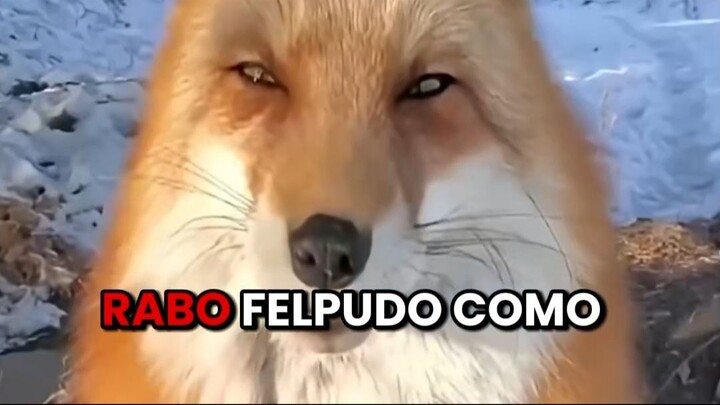 As Raposas tem um Superpoder !!