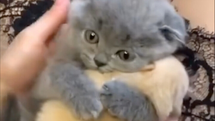 แมวกับสุนัขอยู่ร่วมกันอย่างกลมเกลียว