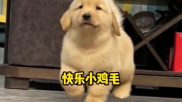 Lông gà may mắn của bạn đã đến rồi~