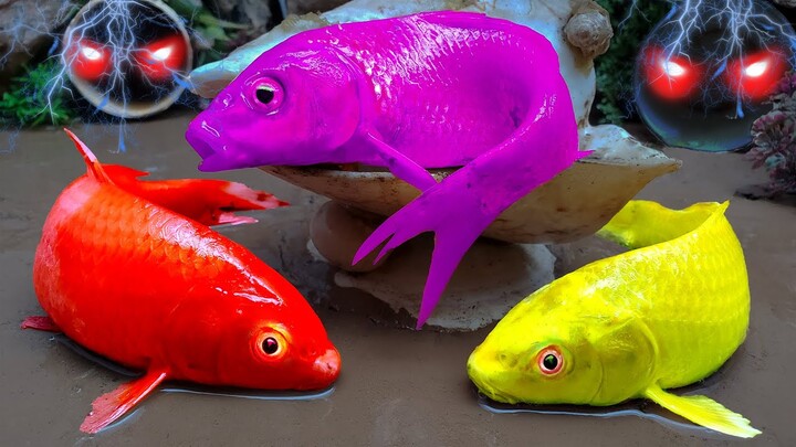 Menangkap Ikan Koi warna warni Stop Motion ASMR Telur emas keajaiban Lucu video