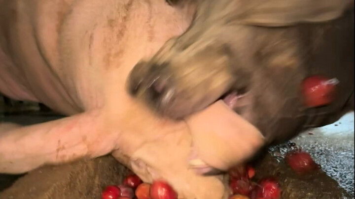 هل ستحب الخنازير البطيخ أكثر إذا أزلت قشرته؟