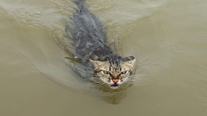 Kucing penangkap ikan milik penduduk asli pesisir