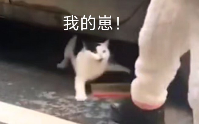 Cat: Put it down, put it down! That’s not your kitten.