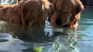 The beloved ball sank to the bottom of the pool, and two golden retrievers stood by, staring at the 