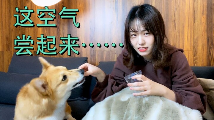 A corgi seriously eating air—its owner tricks its little legs into eating air, and after the dog fin