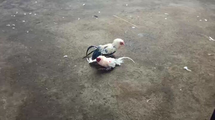 first fight, walang sugat😁