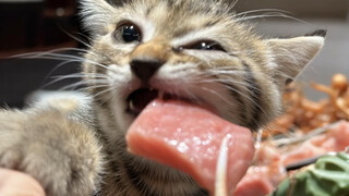What's it like to take your cat to a top-notch buffet?