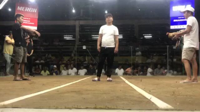 CALMADO GF SOLO CHAMPION 6 COCK DERBY CIRCUIT 7TH LEG STA RITA COCKPIT LAST FIGHT