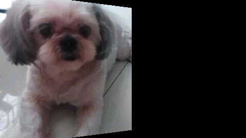 the  cuties dog and cat I love