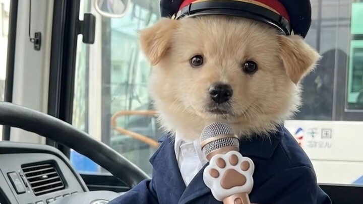 Learning with Milo: Practical English for Buses