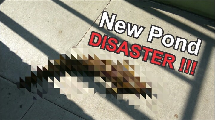 New Pond Disaster