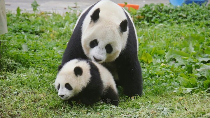 This is the funniest and warmest panda parent‑and‑cub moment I’ve ever seen. [Xiaoyou & Xiuqiu]