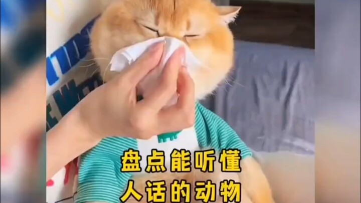 动物成精？！这些小可爱能听懂人话！