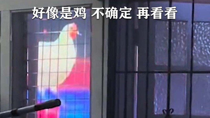 يبدو كأنه دجاجة... لست متأكدًا، لنلقِ نظرة أخرى.