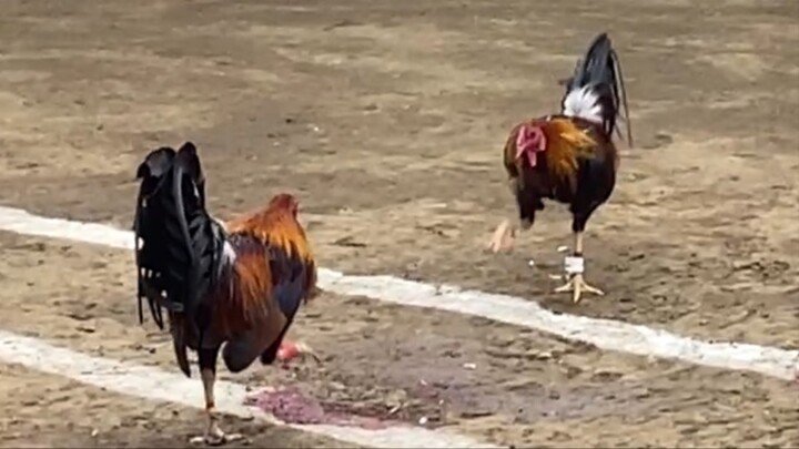 Sweater Vs Dalusapi, 55K PARADA LUCENA VS CANDELARIA #SABONG 2HITS