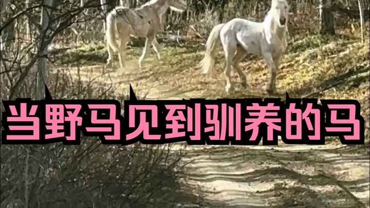 In the birch forest, I stumbled upon a pair of wild horses, as if in a dream.