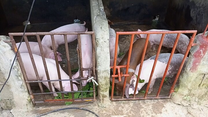 Madre de agua ang sulosyon para maka tipid sa feeds