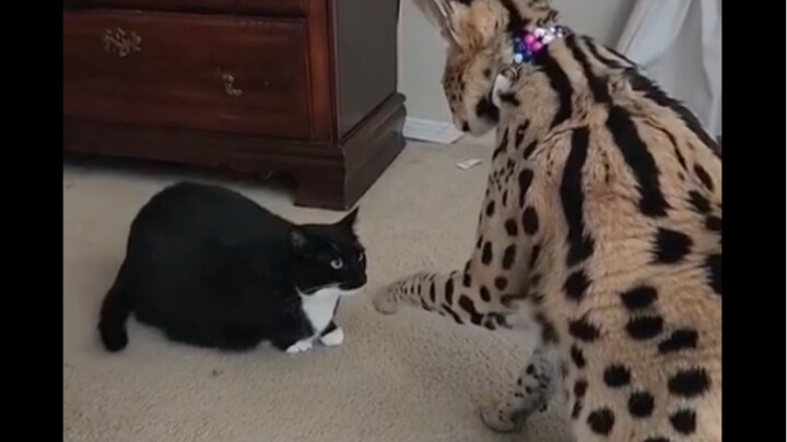 السّنور البرّي: هيا، يمكنك تقبيل يدي!