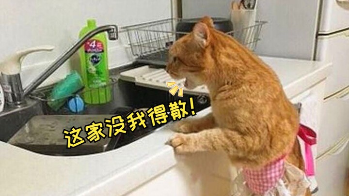 “This might just be why humans love keeping cats!”