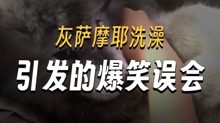 Samoyed? You’re the one that’s moldy—your whole family’s moldy!