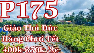 Mai vàng chơi tết p175 | 0985219367  Văn | Mai Vàng Giảo Thủ Đức Chơi Tết 400k/2 - 350k/2 Bao Ship