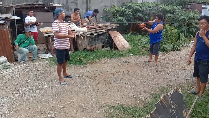 Alumbuyugin vs. Sinibalang #cockfighting