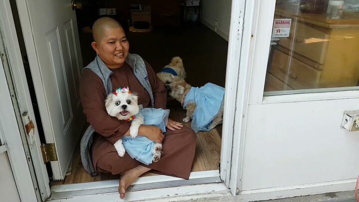 Phật pháp nhiệm màu, lễ Vu Lan bốn bé chó dể thương tự động thành kính lễ Phật.