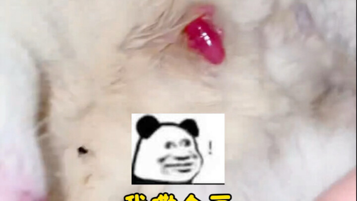 يا له من حبوب! أنجبت حبّة فاصوليا!