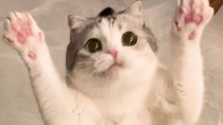 Mendengar panggilan dari kamera, si kucing kecil tampak bingung tak mengerti.