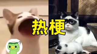 奶奶猫 popo猫 海盗猫 佐罗猫都出自哪里？建议收藏