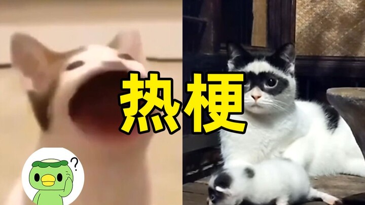 Where do Granny Cat, Popo Cat, Pirate Cat, and Zorro Cat come from?