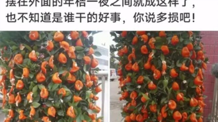 The New Year kumquat tree left outside ended up like this overnight — hilarious netizen comments #28